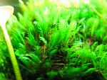 Fissidens sp. Mini