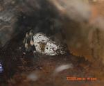 03)n.chromatus() TM