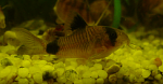 aquaELK Corydoras PANDA