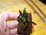 Busephalandra sp."Kualakuayan-2"