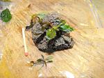 Bucephalandra sp. "Shine Blue"