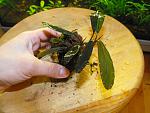 Bucephalandra sp. GBV (Green/Blue Velvet)