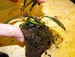 Bucephalandra sp. GBV (Green/Blue Velvet)
