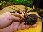 Bucephalandra sp. Sintang, West Kalimantan