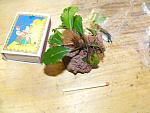 Bucephalandra sp.III