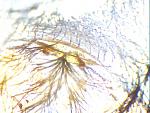 Heteroscodra maculata 4