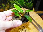 Bucephalandra sp. Shine Green, Sokan 4