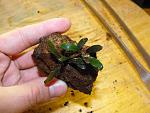 Busephalandra sp."Kualakuayan-2"