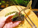Bucephalandra sp. Red Green velvet Daerah Melawi, West Kalimantan