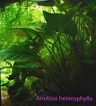 Anubias heterophylla