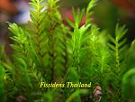 Fissidens Thailand