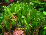 Fissidens Sp