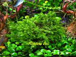 Fissidens Fox