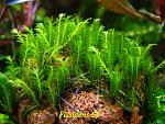 Fissidens Sp