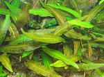 Cryptocoryne affinis