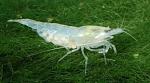 shrimp belaja zhemchuzhina white pearl shrimp 4