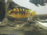 IMG 0043m