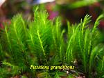 Fissidens grandifrons