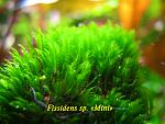 Fissidens sp. Mini
