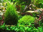 Fissidens fontanus+Flame Moss