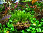 Fissidens grandifrons