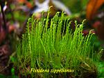 Fissidens zippelianus