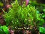 Fissidens Thailand