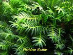 Fissidens Nobilis