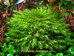 Fissidens fontanus