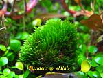 Fissidens sp. Mini