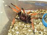 Aphonopelma bicoloratum