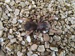 Aphonopelma bicoloratum.