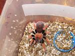 Aphonopelma bicoloratum..