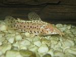IMG 0013m