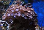 Parazoanthus