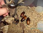 Gromphadorrhina portentosa -   