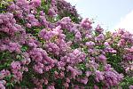 DSC 0098