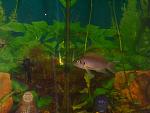 Neolamprologus pulcher ("Daffodil")