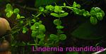 Lindernia rotundifolia  