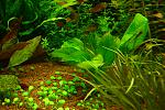  Tropica