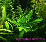 Hygrophila difformis