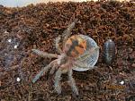 Pamphobeteus vespertinus L3