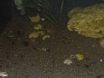 Lamprologus ocellatus "gold"  !!!!!
