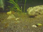 Lamprologus ocellatus "gold"