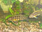 Julidochromis marlieri