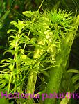 Hottonia palustris 07 05