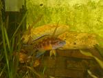 Neolamprologus buescheri "Kamakonde"
