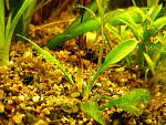 Cryptocoryne lingua