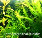 Ceratopteris thalictroides 07 05 1