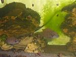 Neolamprologus splendens "Zongwe"